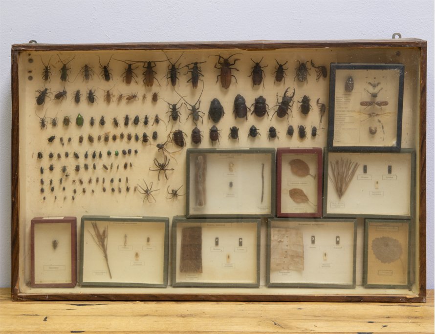 Энтомологическая коллекция насекомых