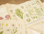 Антикварные ботанические иллюстрации