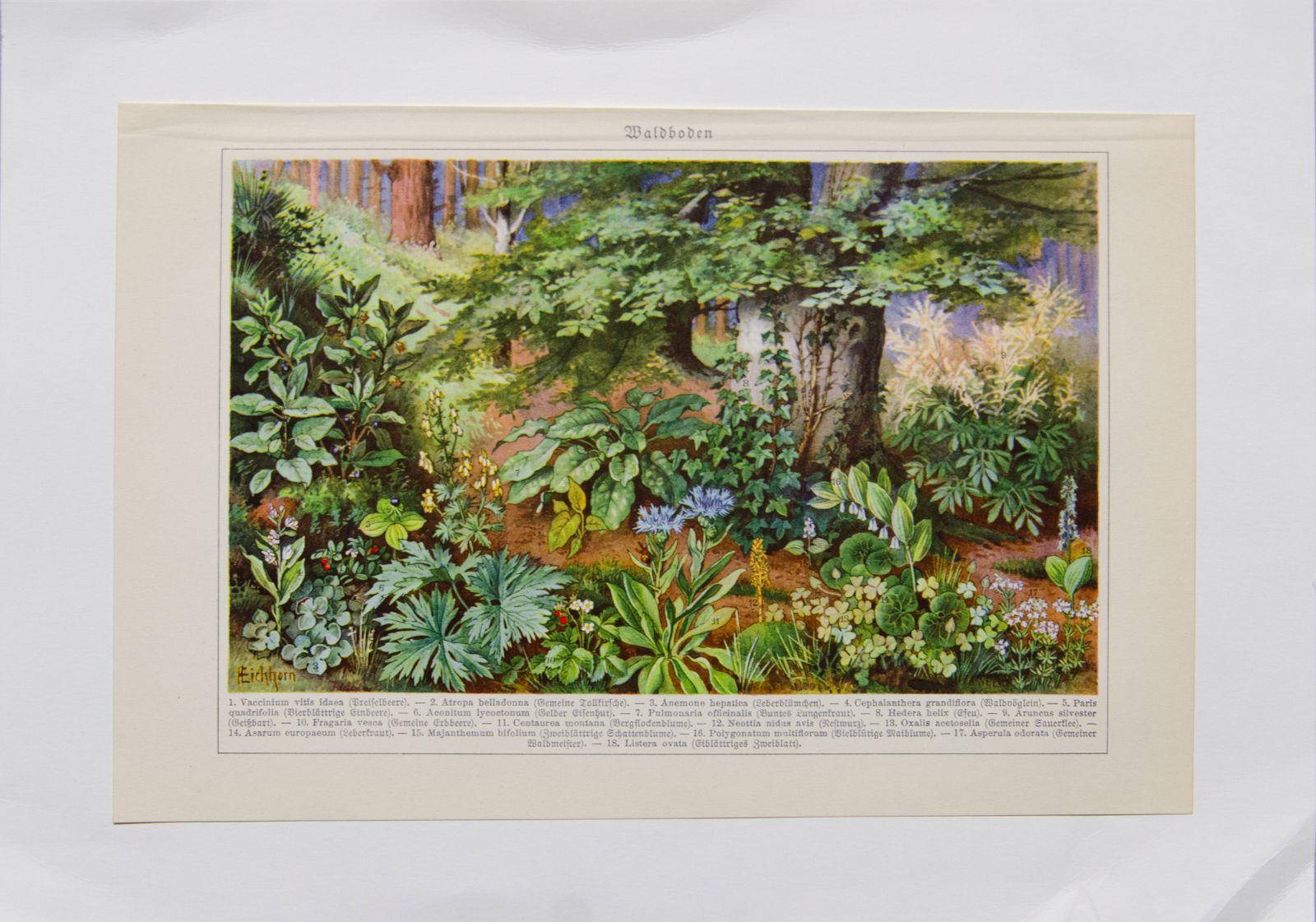 Антикварная хромолитография, Германия