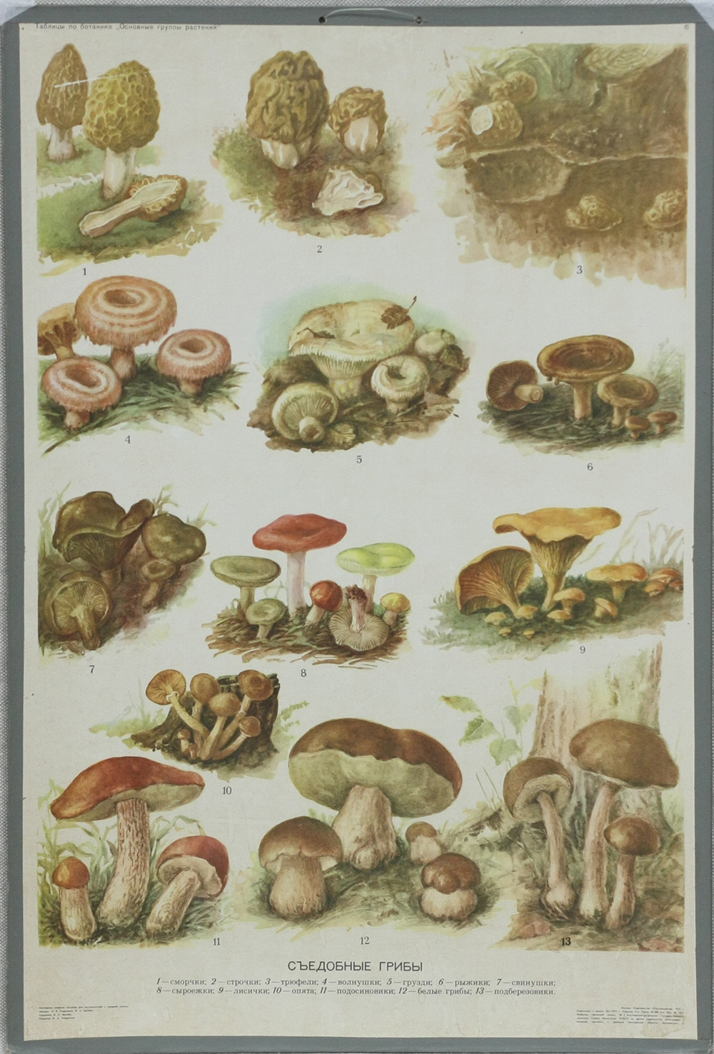Старинные Гравюры грибы
