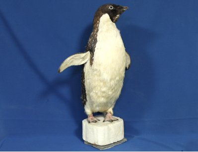Старинное чучего пингвина