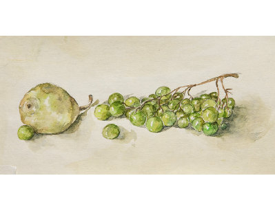 Этюд Груша и виноград
