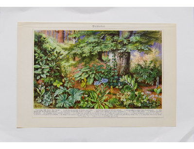 Антикварная хромолитография, Германия