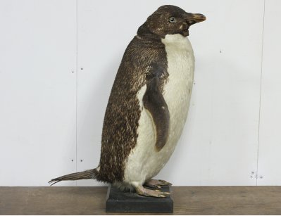Чучело пингвина